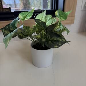 Artificial Pothos Plant in 3-1/2" White Pot‎ Home Decor Looks Real